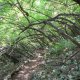37- Randonnee dans les sous-bois d'acacia 